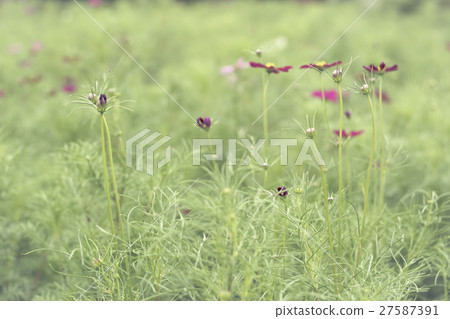 Close up flowers background 27587391