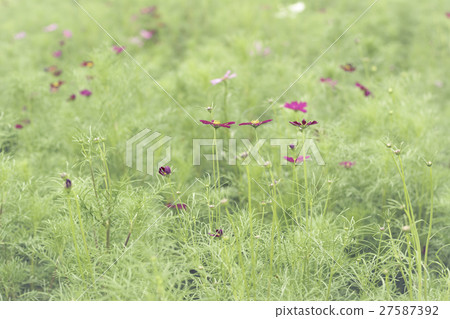 Close up flowers background 27587392