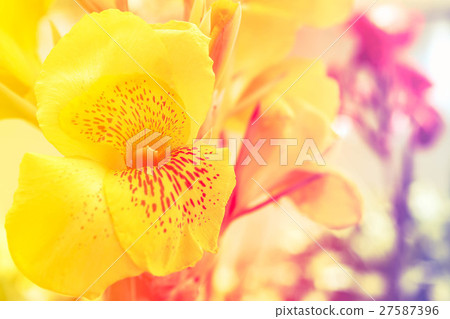 Yellow flower in park Yellow flower in park 27587396