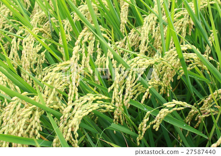 Ripe rice ear Ripe rice ear 27587440