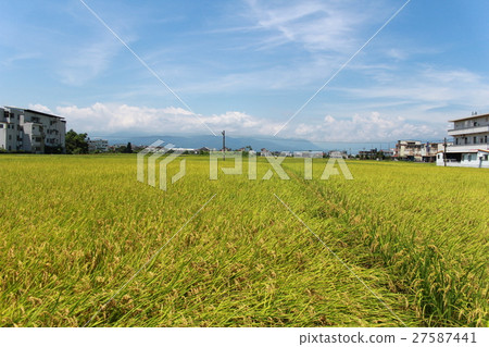paddy paddy 27587441
