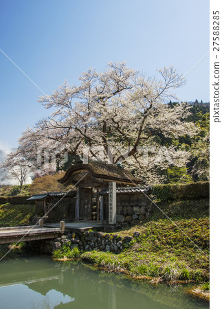 被毀的山谷Asakura先生在唐門遺址蒼白的Mukurakura春天風景 被毀的山谷Asakura先生在唐門遺址蒼白的Mukurakura春天風景 27588285