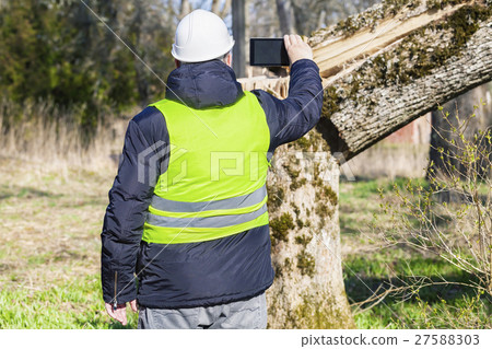 Worker take picture on tablet PC near fallen tree  27588303