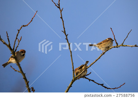 beautiful small bird house sparrow in winter 27588756