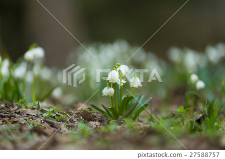 early spring snowflake flowers in forest 27588757