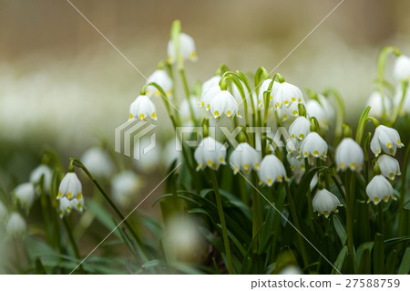 early spring snowflake flowers in forest 27588759