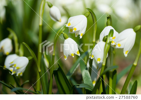 early spring snowflake flowers in forest 27588760