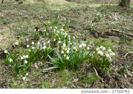 early spring snowflake flowers in forest 27588761