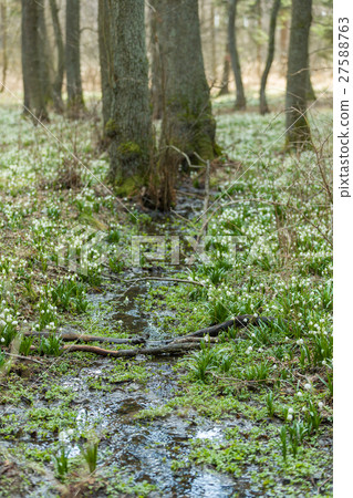 early spring snowflake flowers in forest 27588763
