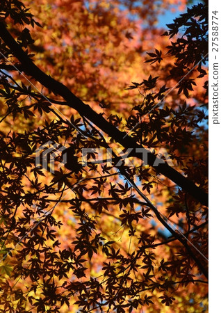 Autumn leaves silhouette (Mt. Takao / Hachioji City, Tokyo) 27588774