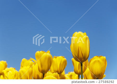 Spring image tulip spring flowers Spring image tulip spring flowers 27589292