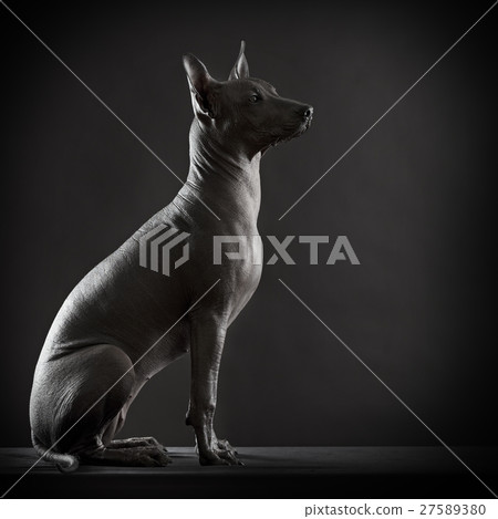 Mexican xoloitzcuintle dog Mexican xoloitzcuintle dog 27589380