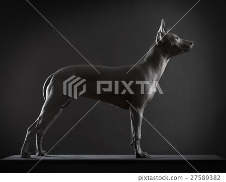 Xoloitzcuintle dog on low key photo 27589382