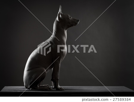Mexican hairless xoloitzcuintle dog 27589384