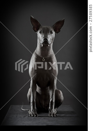 Mexican hairless xoloitzcuintle 27589385