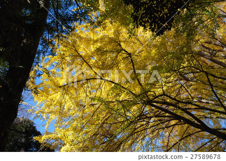 東京大學的黃葉 27589678