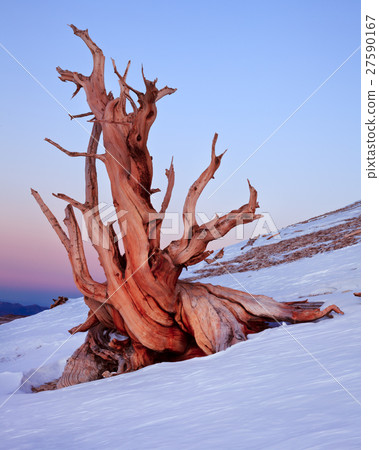 Ancient Bristlecone Pine, California Ancient Bristlecone Pine, California 27590167