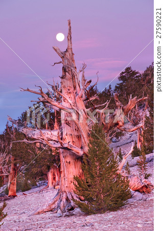 Ancient Bristlecone Pine, California 27590221