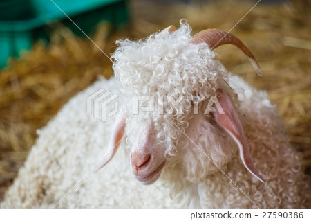 Closeup sheep's head in farm Closeup sheep's head in farm 27590386