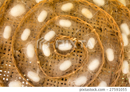 Group of silkworm in white cocoon stage 27591055