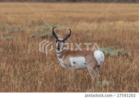 Pronghorn Antelope Buck Pronghorn Antelope Buck 27591202
