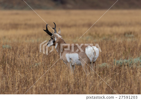 Pronghorn Antelope Buck Pronghorn Antelope Buck 27591203