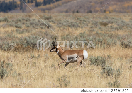 Pronghorn Antelope Buck Pronghorn Antelope Buck 27591205