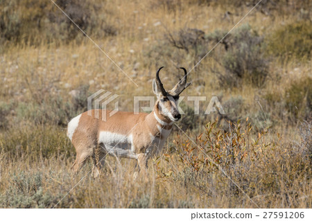 Pronghorn Antelope Buck Pronghorn Antelope Buck 27591206