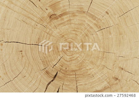 fresh cut log fresh cut log 27592468