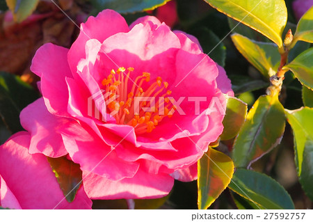 美麗的Sasanqua 27592757