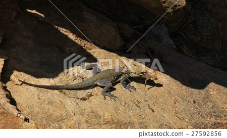 Lizard carring a baby in her mouth 27592856
