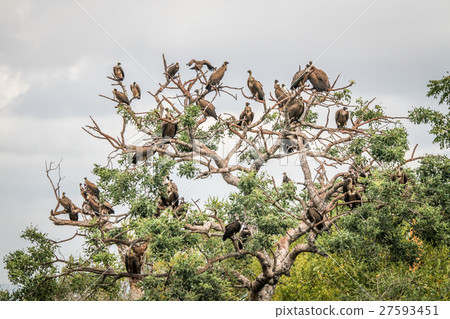 White-backed vultures sitting in a tree. White-backed vultures sitting in a tree. 27593451