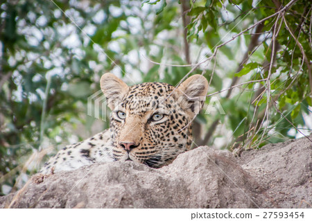 Starring Leopard on a termite mount. Starring Leopard on a termite mount. 27593454