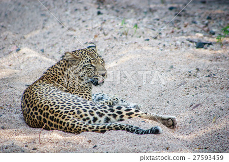 Leopard laying in the sand. 27593459