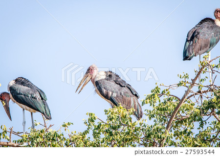 Marabou stork sitting in a tree. Marabou stork sitting in a tree. 27593544