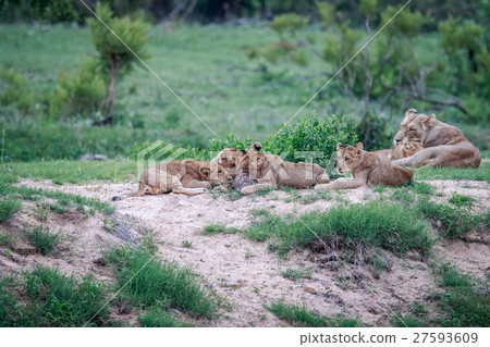 Lion cubs playing with a Leopard tortoise. Lion cubs playing with a Leopard tortoise. 27593609