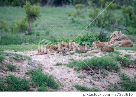 Lion cubs playing with a Leopard tortoise. Lion cubs playing with a Leopard tortoise. 27593610