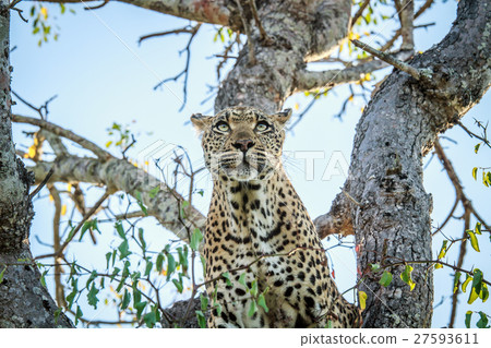 Leopard in a tree. Leopard in a tree. 27593611
