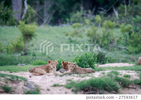 Lion cubs playing with a Leopard tortoise. Lion cubs playing with a Leopard tortoise. 27593617