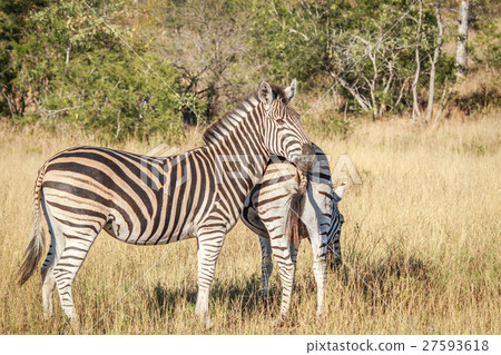 Zebra starring at the camera. 27593618