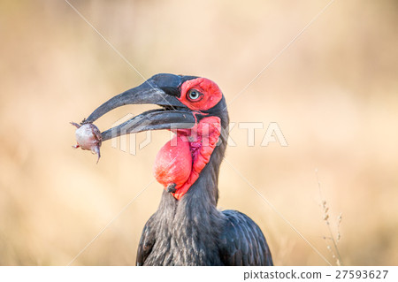 Southern ground hornbill with a Rain frog kill. Southern ground hornbill with a Rain frog kill. 27593627