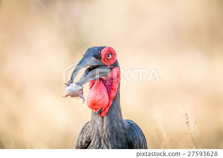 Southern ground hornbill with a Rain frog kill. Southern ground hornbill with a Rain frog kill. 27593628