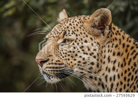 Side profile of a Leopard. Side profile of a Leopard. 27593629