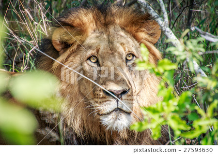 Starring male Lion through the bushes. Starring male Lion through the bushes. 27593630