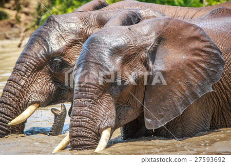Elephants playing in the water. 27593692