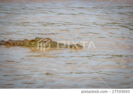Nile crocodile in the water. 27593693