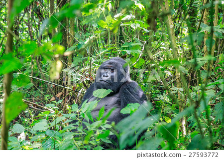Silverback Mountain gorilla sitting in leaves. Silverback Mountain gorilla sitting in leaves. 27593772