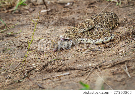 Puff adder feeding on a mouse. Puff adder feeding on a mouse. 27593863