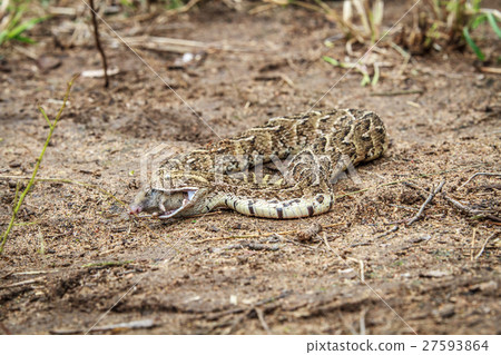 Puff adder feeding on a mouse. Puff adder feeding on a mouse. 27593864
