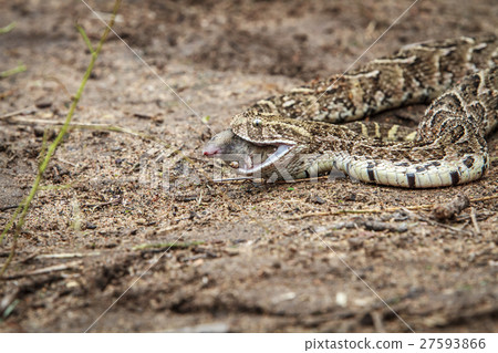 Puff adder feeding on a mouse. Puff adder feeding on a mouse. 27593866